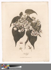 Walkuffa by James Heath, in Etching and engraving with hand coloring in watercolor on medium, slightly textured, cream wove paper. Download this artwork as a hi — James Heath Wallpaper