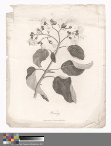 Wanzey by James Heath, in Etching and engraving on medium, slightly textured, cream wove paper. Download this artwork as a high-resolution wallpaper for desktop — James Heath Wallpaper