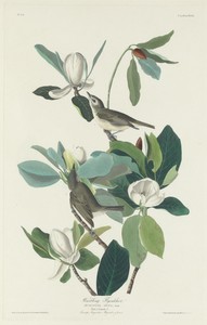 Warbling Flycatcher by Jr. Robert Havell, created 1831, in hand-colored engraving and aquatint on Whatman wove paper. Download this artwork as a high-resolution — Painting Picture