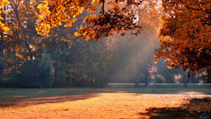 A luz do sol filtra-se através das folhas alaranjadas do outono num parque tranquilo. — Quente Fundo Fundos