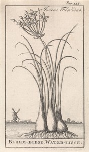 Waterbies by Caspar Luyken, created 1698, in paper; etching. Download this artwork as a high-resolution wallpaper for desktop, tablet, or mobile.