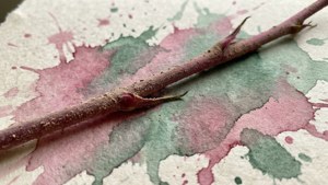 Aquarellmalerei-Stil Tapet eines staubigen Rosenstiels auf strukturiertem Papier