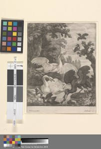 Waterfowl by Robert Robinson, active 1674-1706, in Mezzotint on medium, moderately textured, cream laid paper. Download this artwork as a high-resolution wallpa — Robert Robinson, active 1674-1706 Wallpaper