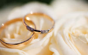 Two gold wedding rings with diamonds nestled on cream rose petals. — Wedding Frame Picture