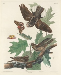 Whip-poor-will by Jr. Robert Havell, created 1830, in hand-colored engraving and aquatint on Whatman wove paper. Download this artwork as a high-resolution wall — Jr. Robert Havell Wallpaper