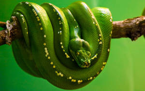 En grön trädpyton hoprullad på en gren med gula fläckar — Strumpeband Snake bilder Bakgrundsbilder