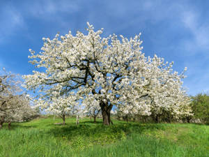 Ett blommande träd på en gräsbevuxen äng under en blå himmel. — White Tree Bilder