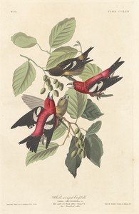 White-winged Crossbill by Jr. Robert Havell, created 1837, in hand-colored engraving and aquatint on Whatman wove paper. Download this artwork as a high-resolut — Painting Picture