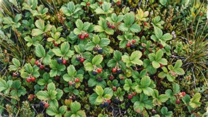 Akvarel-luftfoto af multebærplanter med modne bær i et naturligt mønster.