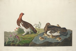 Willow Grous by Jr. Robert Havell, created 1834, in hand-colored engraving and aquatint on Whatman wove paper. Download this artwork as a high-resolution wallpa — Jr. Robert Havell Wallpaper