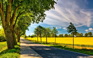 Uma estrada pavimentada ladeada por árvores leva através de um campo dourado sob um céu azul claro. — Monitor duplo do Windows 10 Foto Papéis de Parede
