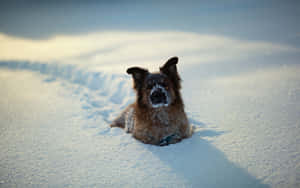 Um cão marrom coberto de neve senta-se em um campo nevado banhado pela luz do sol. — Cão de inverno Foto Papéis de Parede