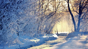 Snöig skogsstig med frostiga träd badade i gyllene solljus. — Snowy Forest Bakgrunder
