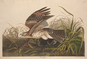 Winter Hawk by Jr. Robert Havell, created 1829, in hand-colored engraving and aquatint on Whatman wove paper. Download this artwork as a high-resolution wallpap — Art Picture