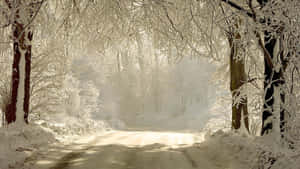 Caminho na floresta coberto de neve com luz solar filtrando-se através de galhos nus. — Desktop Winter Snow Papéis de Parede