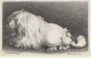 Witte hond by Wenceslaus Hollar, created 1649, in paper; etching. Download this artwork as a high-resolution wallpaper for desktop, tablet, or mobile. — Painting Picture