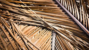 Textura de Folha de Palmeira Seca