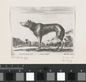 Wolf by Stefano della Bella, created 1620 - 1664, in paper; etching. Download this artwork as a high-resolution wallpaper for desktop, tablet, or mobile. — Stefano della Bella Wallpaper