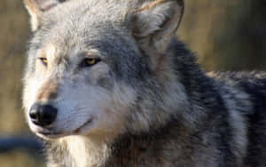 A gray wolf with yellow eyes looking calmly in a natural setting. — Wolf In Snow Picture