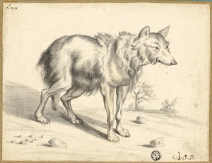 Wolf by Jan van Os, created 1655, in Brush and gray and brown wash on ivory laid paper, laid down on card. Download this artwork as a high-resolution wallpaper — Illustration Wallpaper