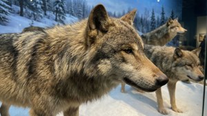 Un diorama dettagliato di lupi in una scena invernale.
