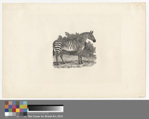 Zebra by Thomas Bewick, in Wood-engraving on medium, smooth, cream wove paper. Download this artwork as a high-resolution wallpaper for desktop, tablet, or mobi