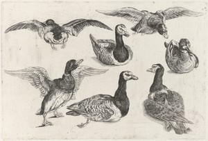 Zeven eenden by Wenceslaus Hollar, created 1646 - 1647, in paper; etching. Download this artwork as a high-resolution wallpaper for desktop, tablet, or mobile. — Painting Picture